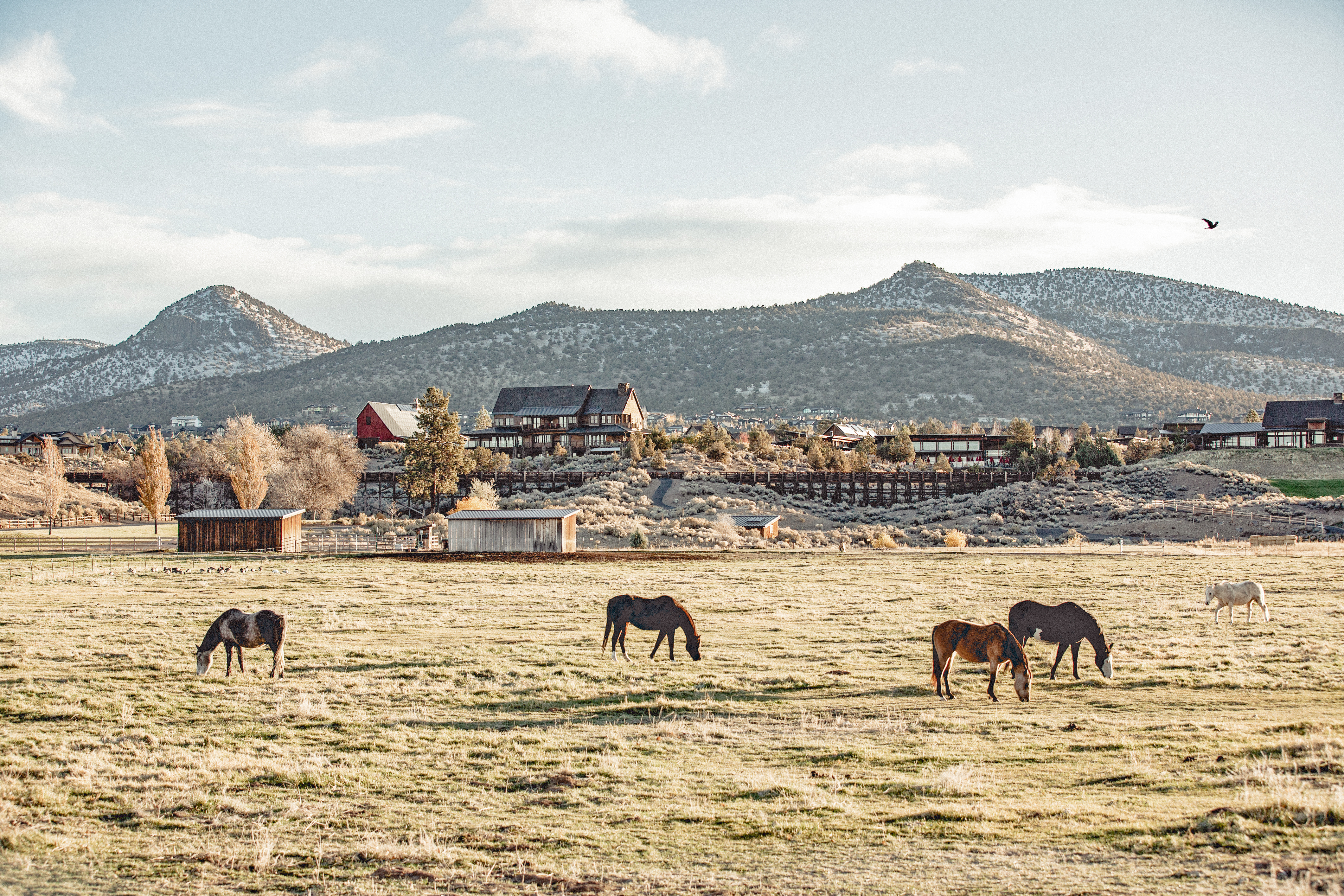 Brasada Horses